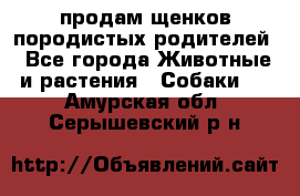 продам щенков породистых родителей - Все города Животные и растения » Собаки   . Амурская обл.,Серышевский р-н